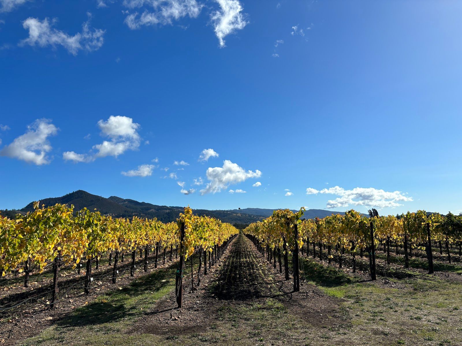 St. Francis Winery & Vineyards